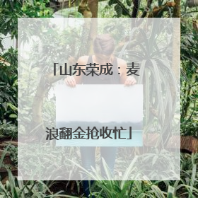 山东荣成：麦浪翻金抢收忙